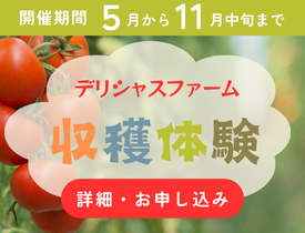 デリシャストマト収穫体験 開催中