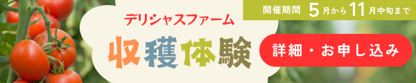 デリシャストマト収穫体験 開催中